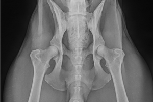 ucyfrowienie pracowni RTG weterynaria