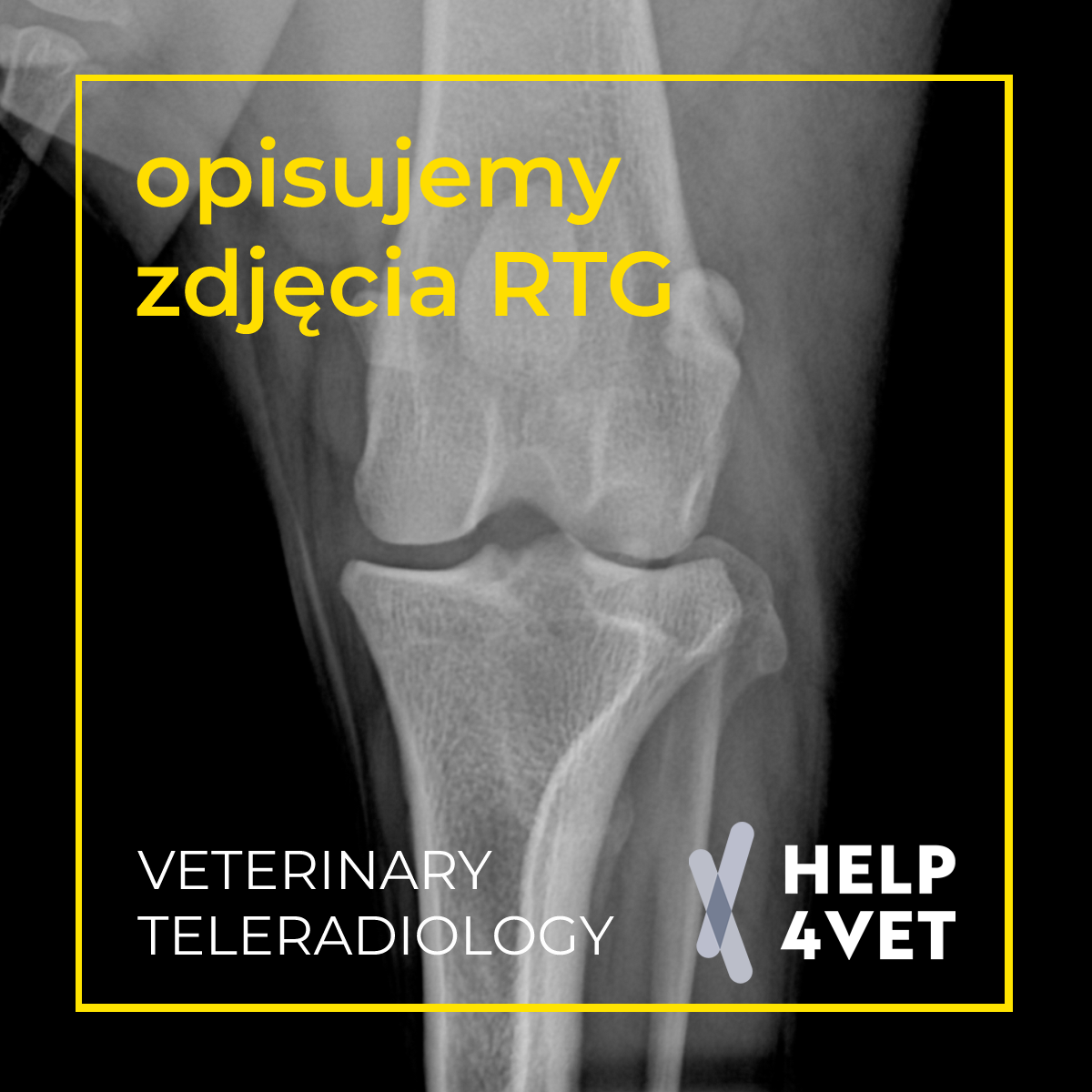 opisy zdjęc RTG weterynaria
